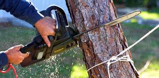 Best Tree Preservation Services  in Mount Washington, KY