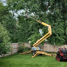 Best Fruit Tree Pruning  in Mount Washington, KY