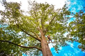 Best Tree Trimming and Pruning  in Mount Washington, KY