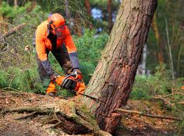 Best Tree Risk Assessment  in Mount Washington, KY