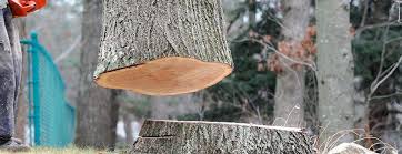 Best Tree Removal  in Mount Washington, KY