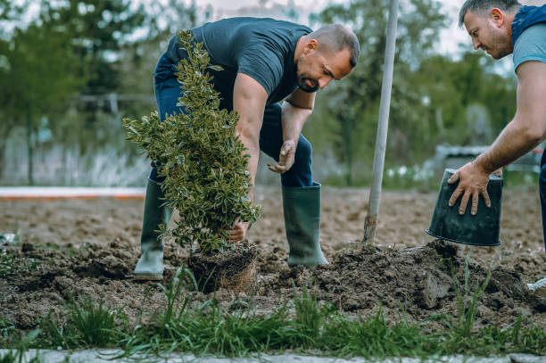 Best Root Management and Removal  in Mount Washington, KY