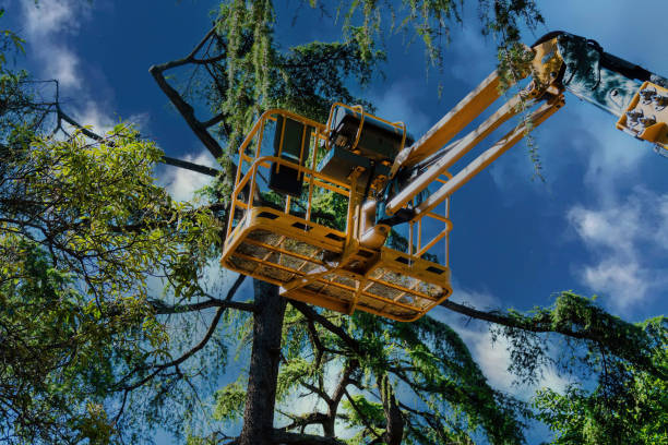 Best Arborist Consultation Services  in Mount Washington, KY