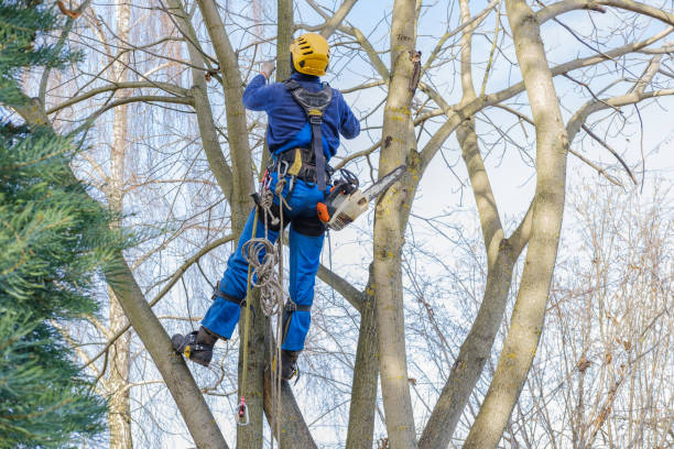 Best Tree Maintenance Programs  in Mount Washington, KY