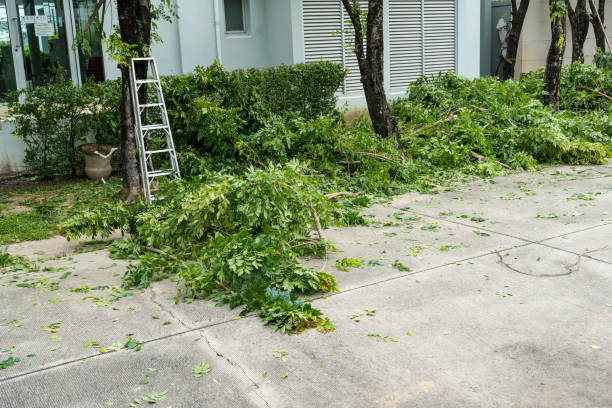  Mount Washington, KY Tree Services Pros