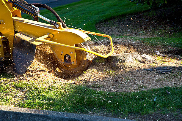 Best Tree Health Inspection  in Mount Washington, KY
