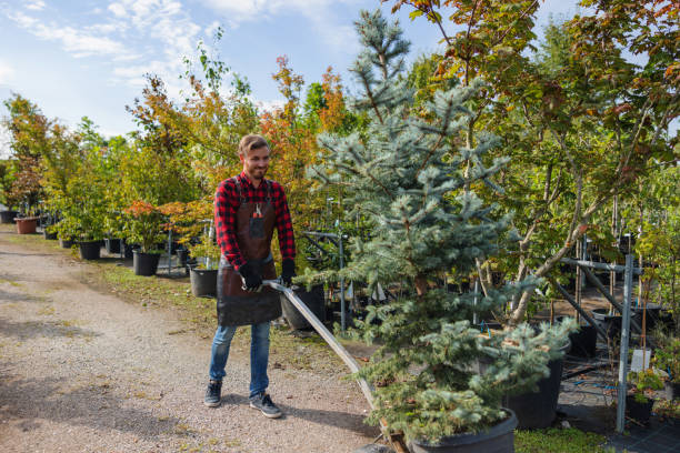 Best Aeration Services  in Mount Washington, KY