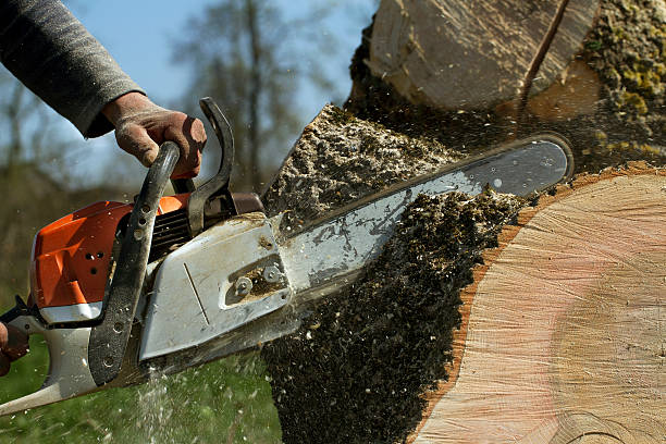 Best Firewood Processing and Delivery  in Mount Washington, KY