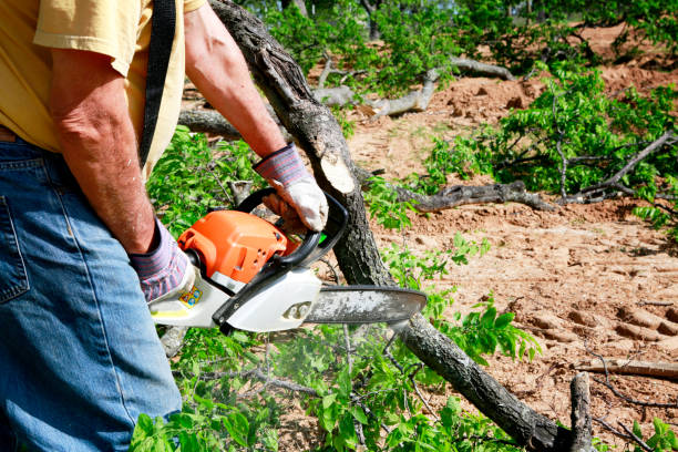 Professional Tree Services in Mount Washington, KY